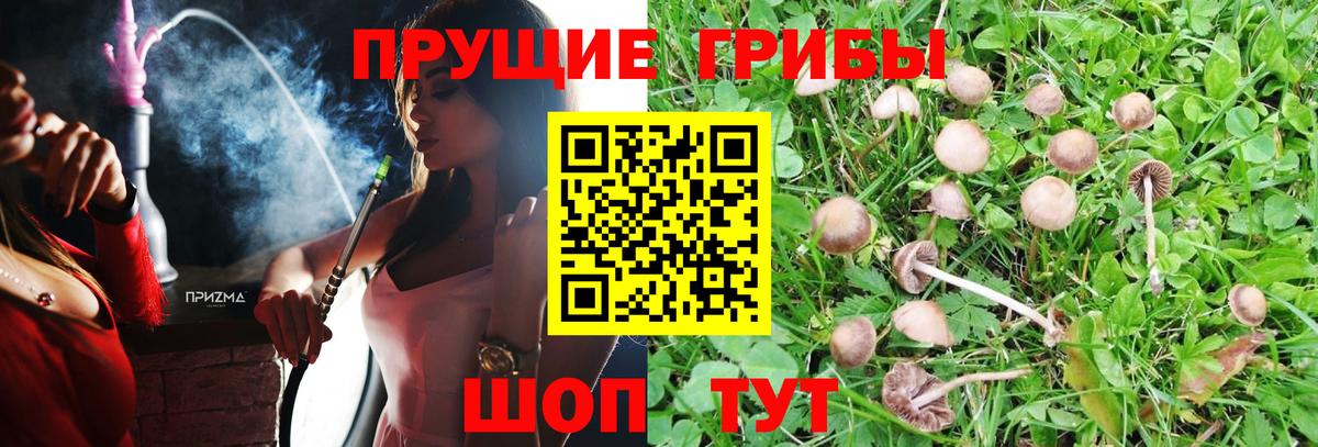 Псилоцибиновые грибы Psilocybine cubensis  Вход с VPN  купить закладку  Свободный 